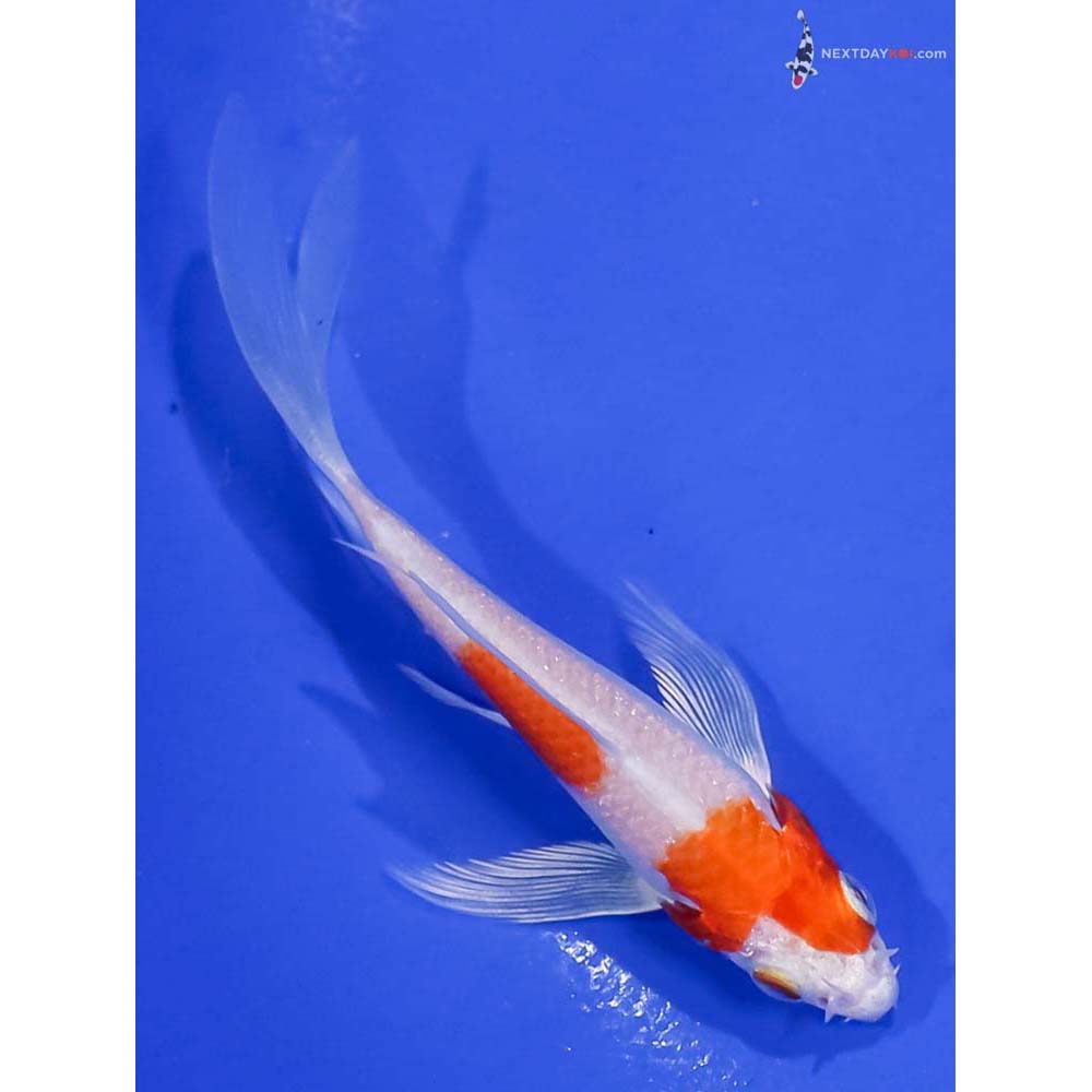 4” Imported Hariwake Butterfly Koi