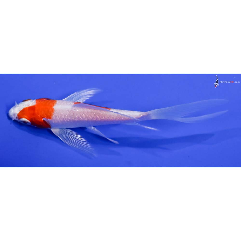 4” Imported Hariwake Butterfly Koi