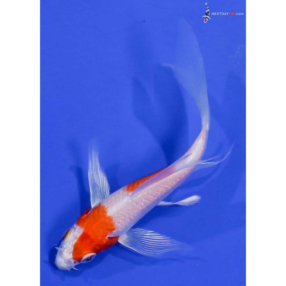 4” Imported Hariwake Butterfly Koi