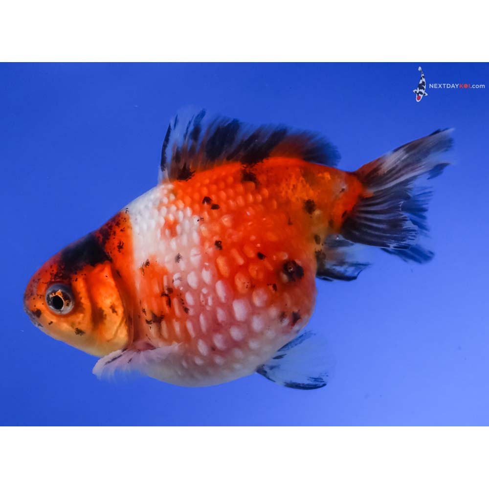 3.5” Imported Calico Pearlscale
