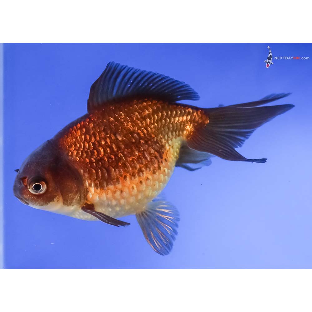 4.5” Imported Red and Black Pearlscale