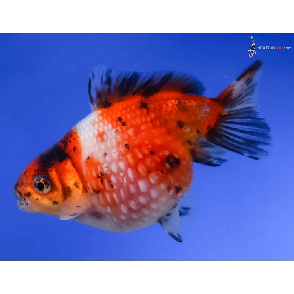 3.5” Imported Calico Pearlscale