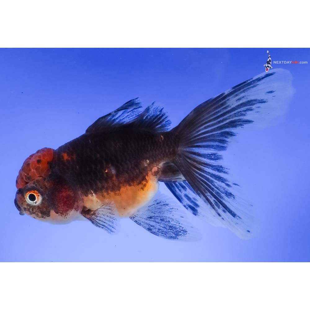 5” Imported Calico Oranda