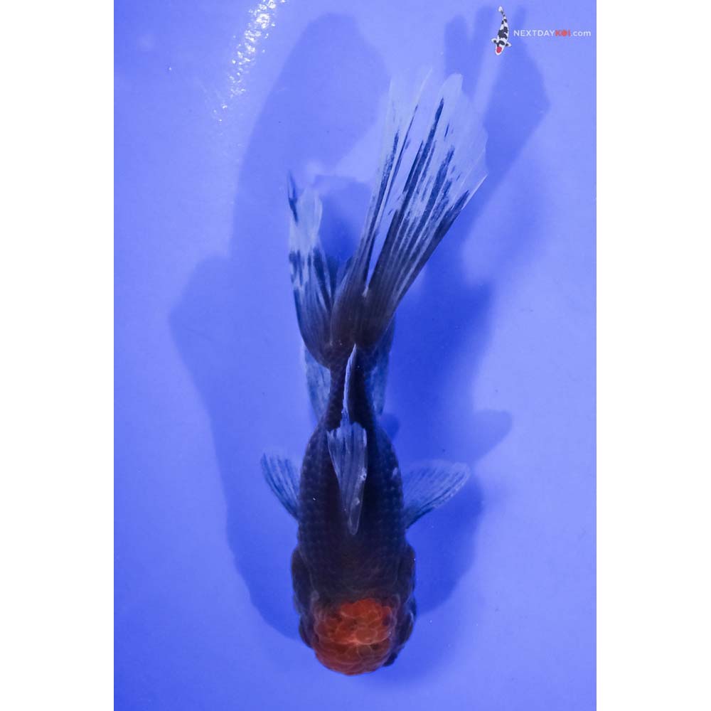 5” Imported Calico Oranda