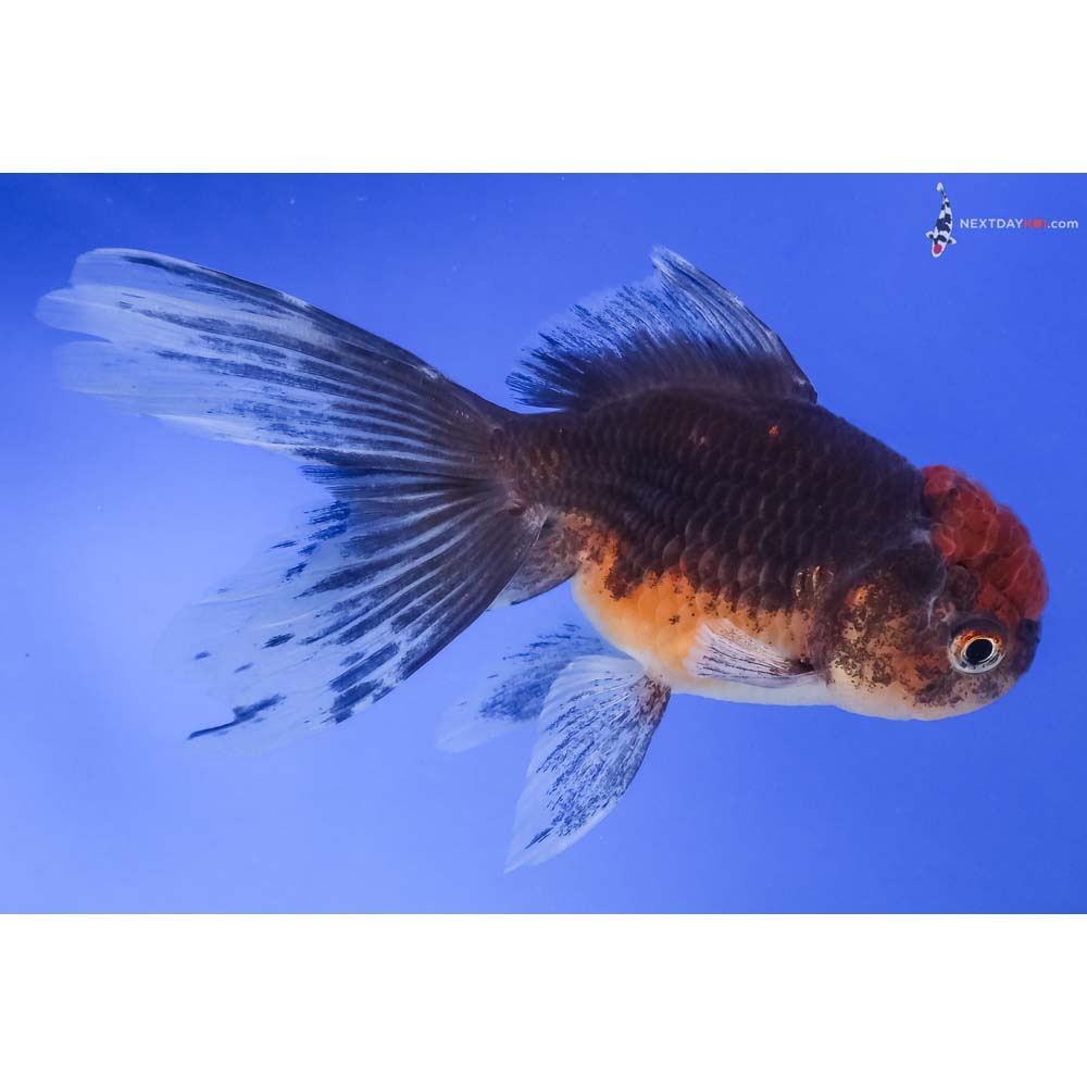 5” Imported Calico Oranda