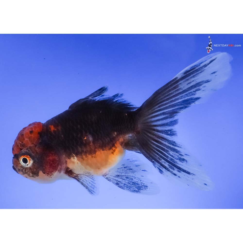 5” Imported Calico Oranda
