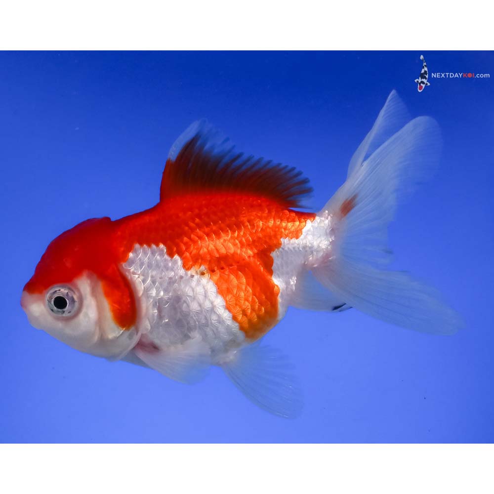 5” Imported Red and White Oranda