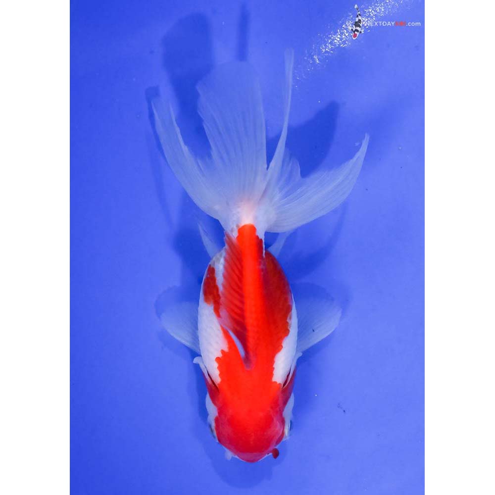 5” Imported Red and White Oranda