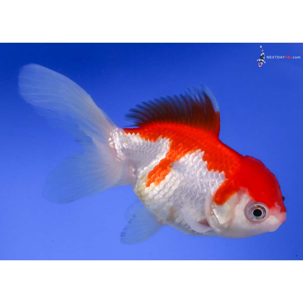 5” Imported Red and White Oranda