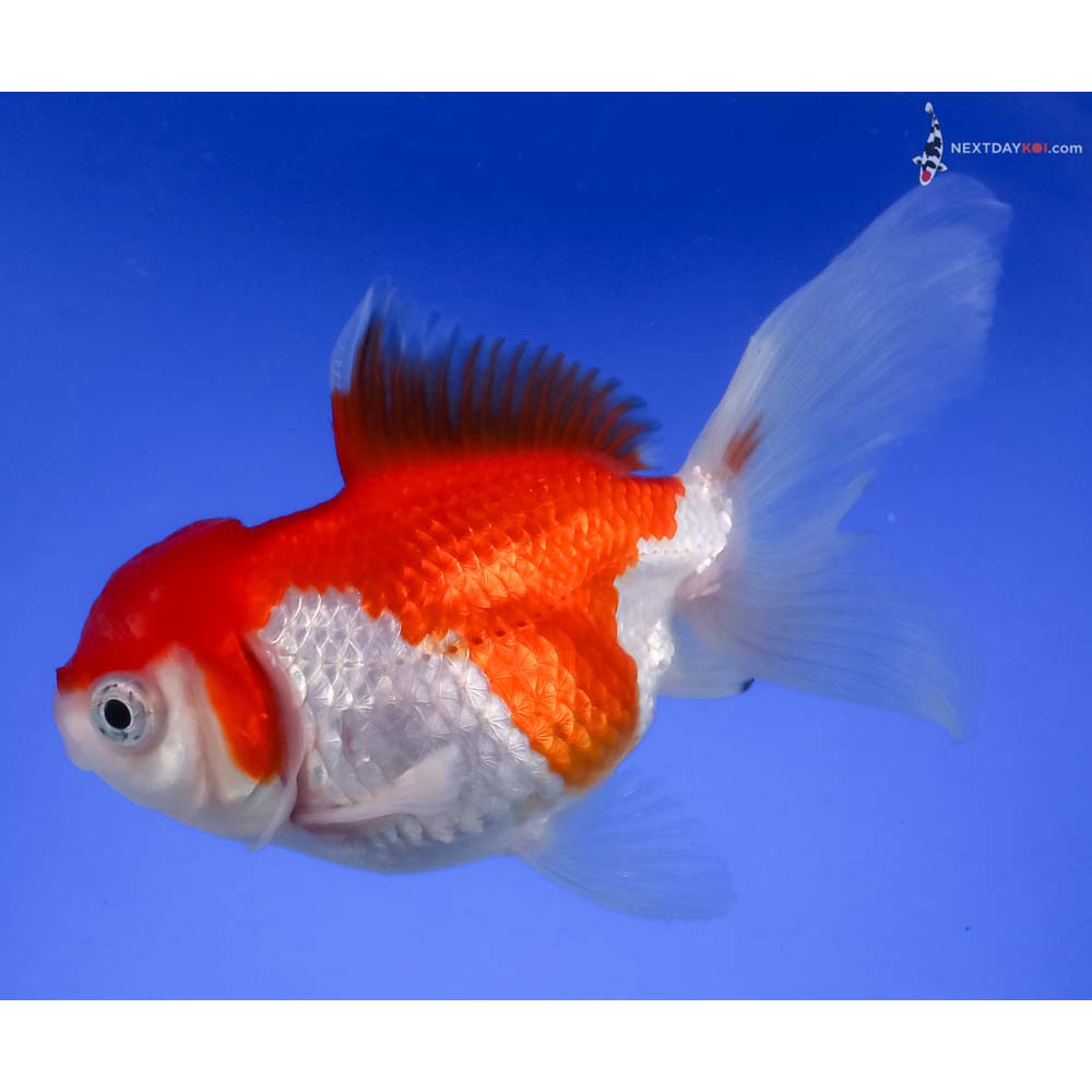 5” Imported Red and White Oranda