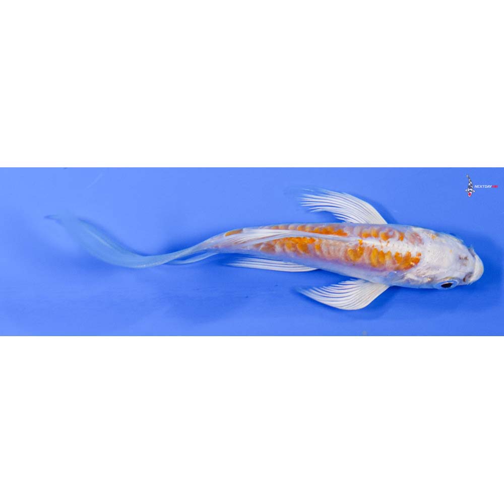 4” Imported Doitsu Lemon Hariwake Butterfly Koi