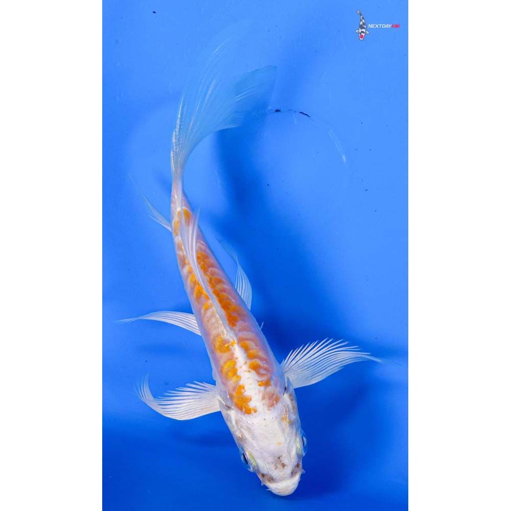 4” Imported Doitsu Lemon Hariwake Butterfly Koi