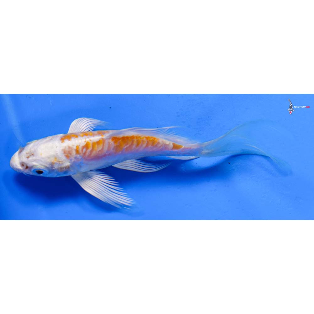4” Imported Doitsu Lemon Hariwake Butterfly Koi