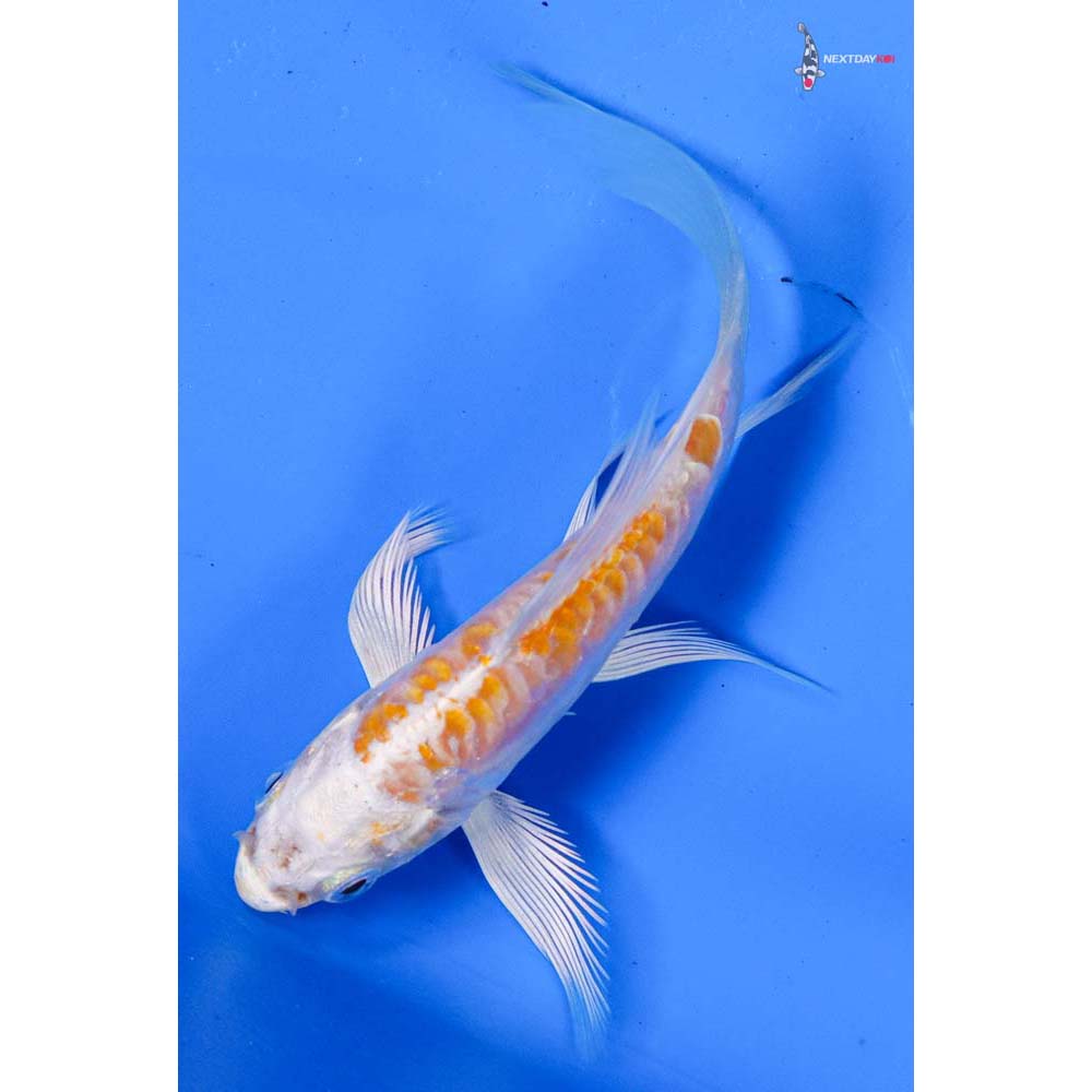 4” Imported Doitsu Lemon Hariwake Butterfly Koi