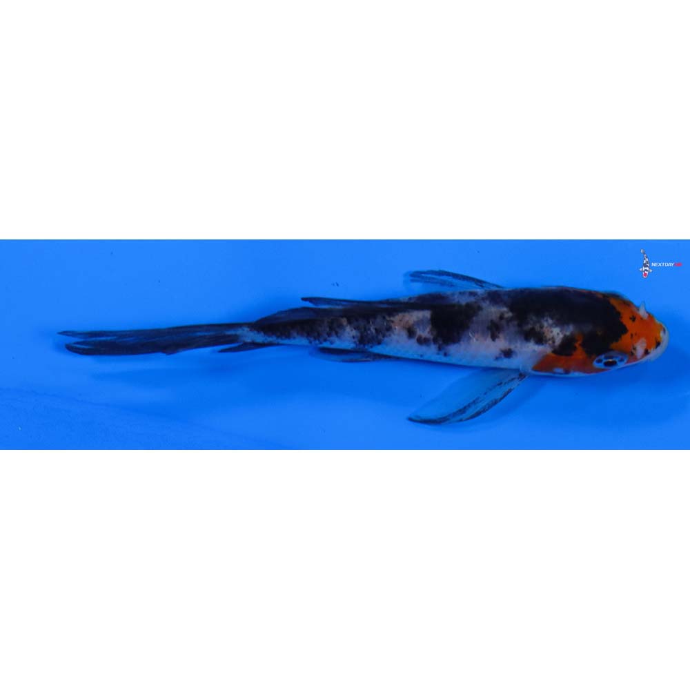 3.5” Imported Sanke Butterfly Koi