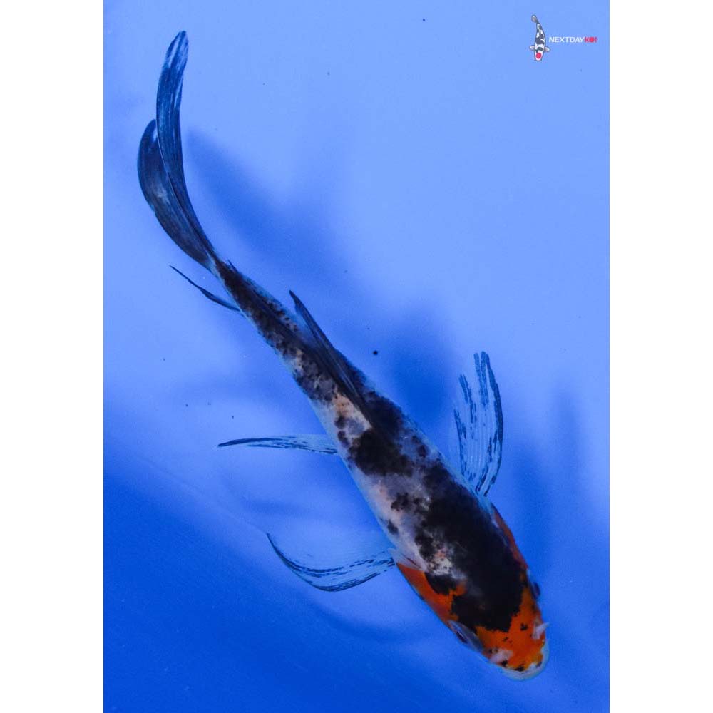 3.5” Imported Sanke Butterfly Koi