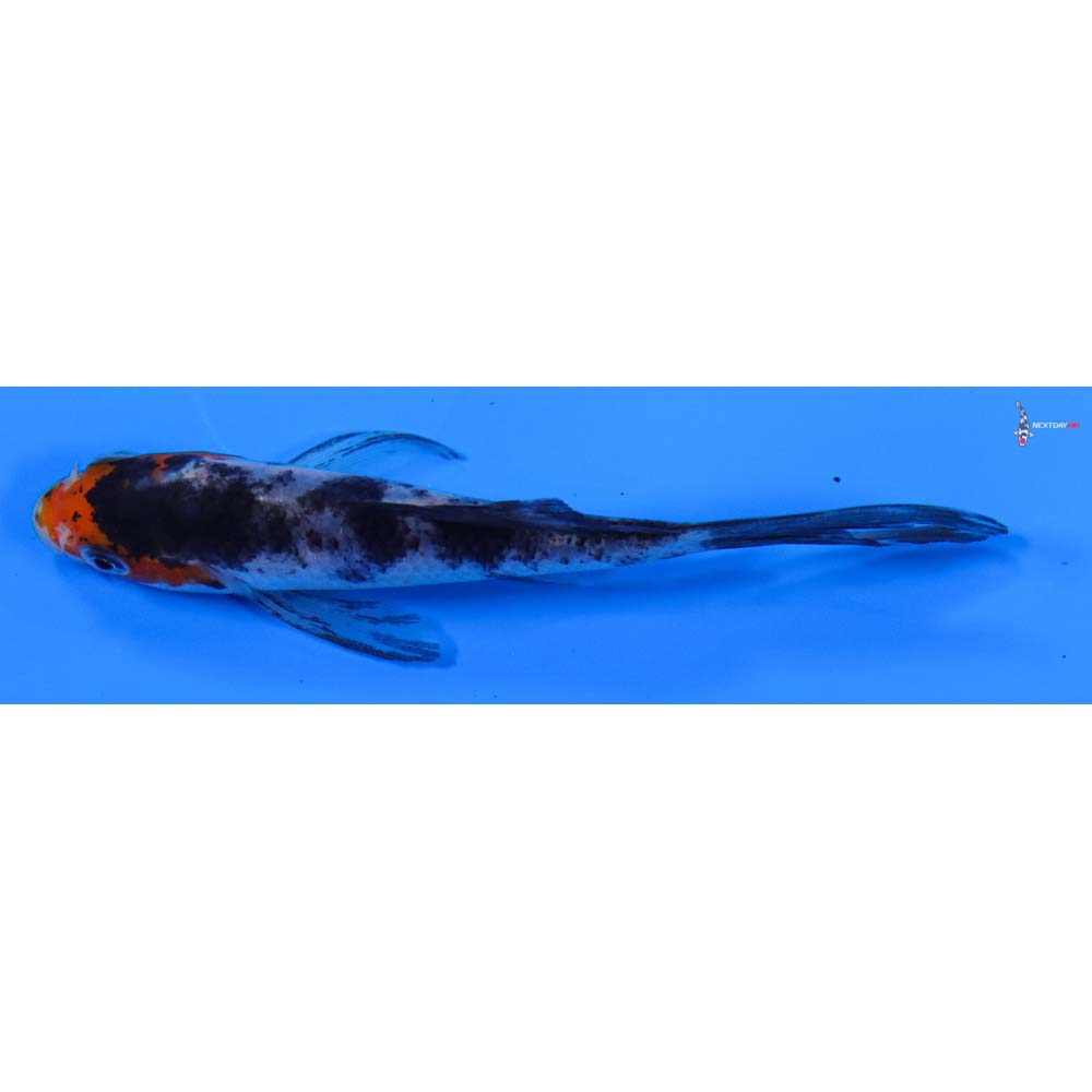 3.5” Imported Sanke Butterfly Koi