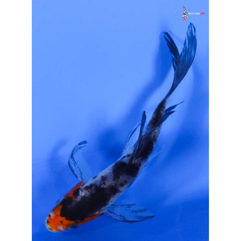 3.5” Imported Sanke Butterfly Koi