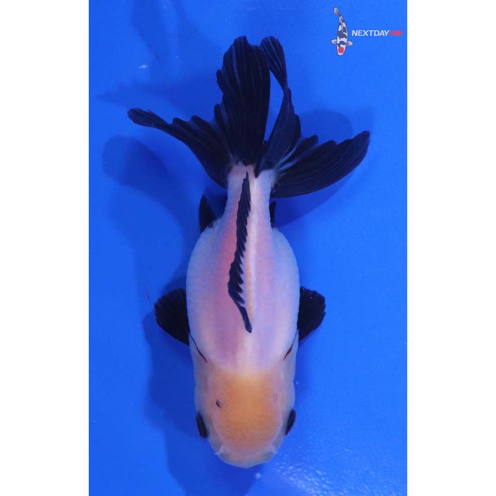 3.5” Imported Panda Oranda