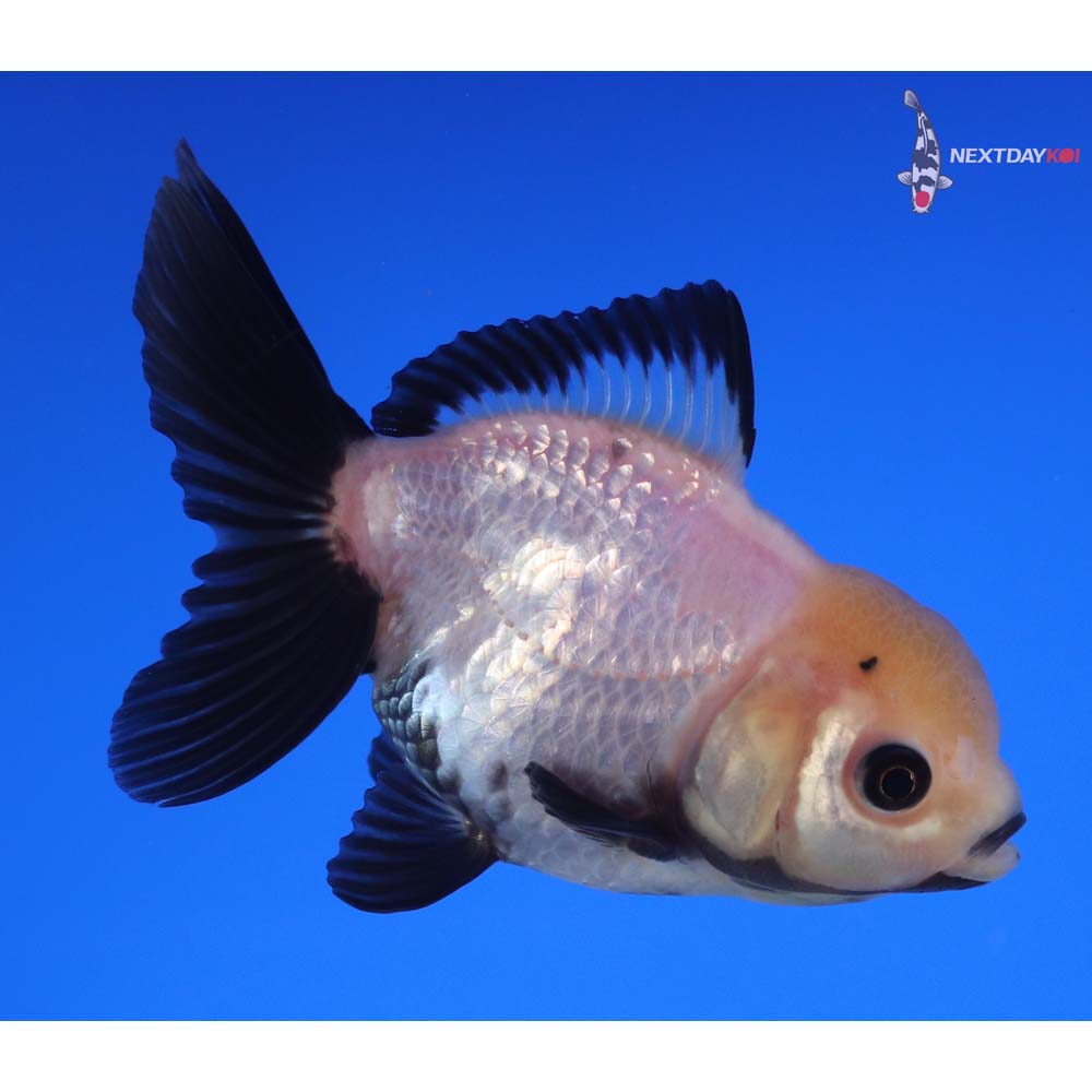 3.5” Imported Panda Oranda