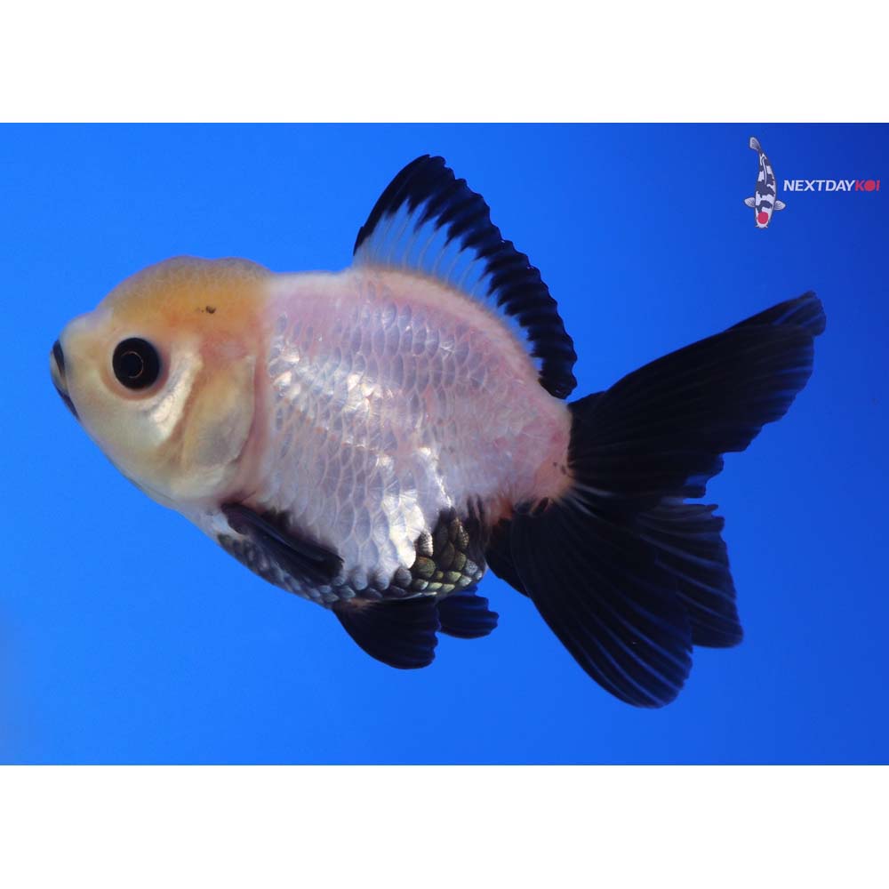 3.5” Imported Panda Oranda