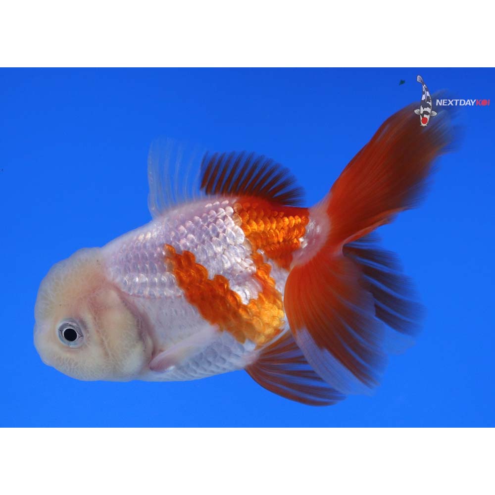 3.5” Imported Red and White Oranda