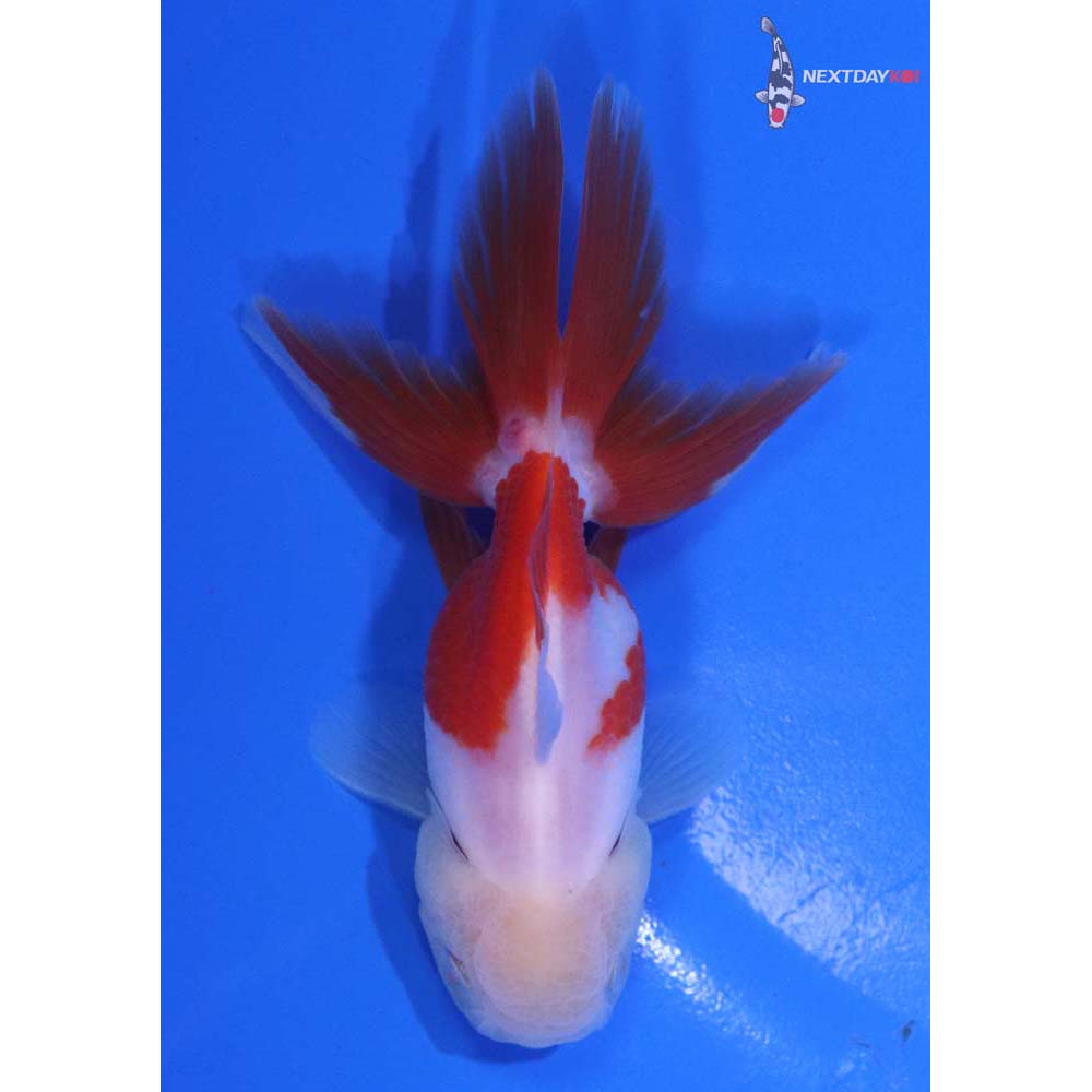 3.5” Imported Red and White Oranda