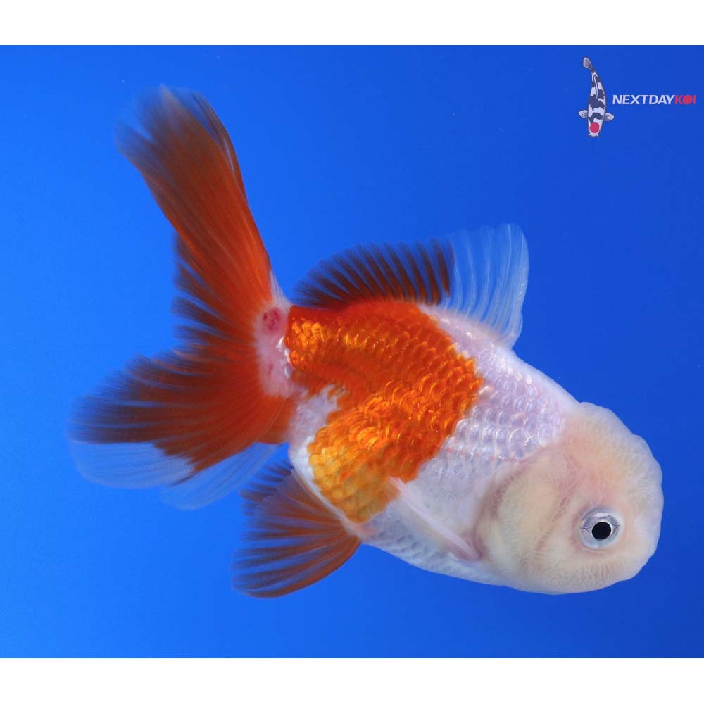 3.5” Imported Red and White Oranda
