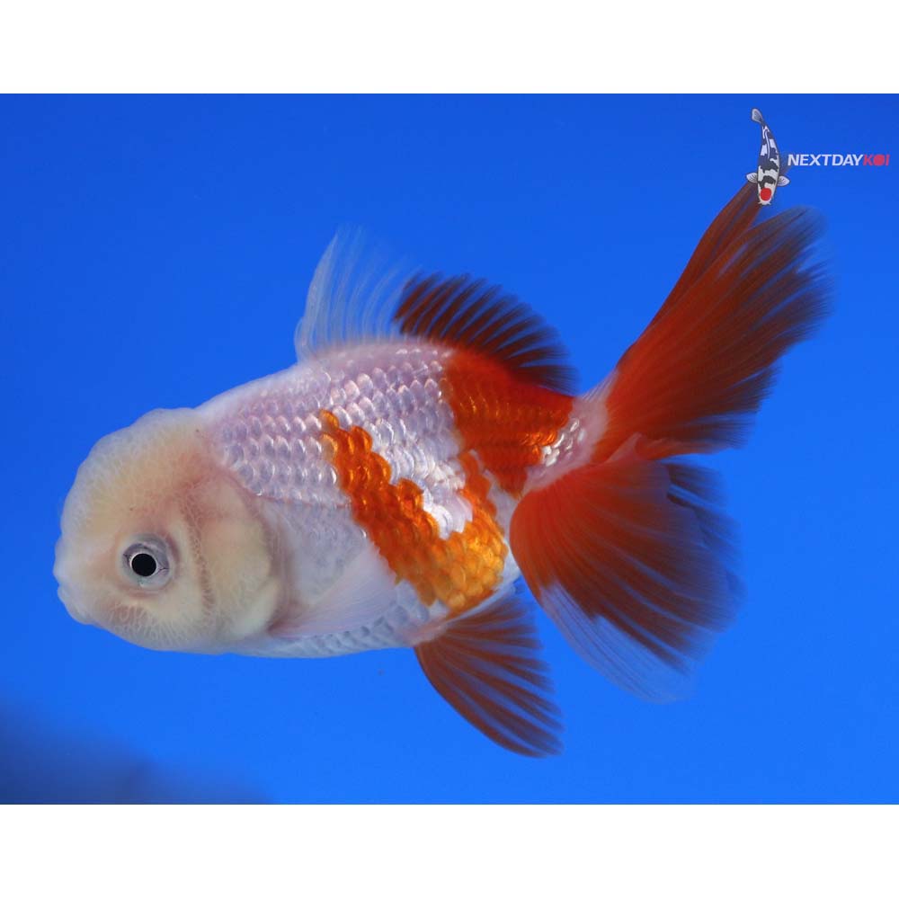 3.5” Imported Red and White Oranda