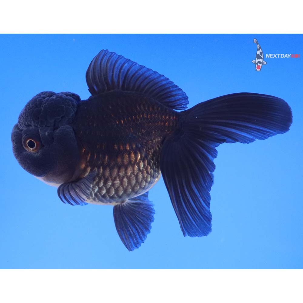 4” Imported Black Oranda