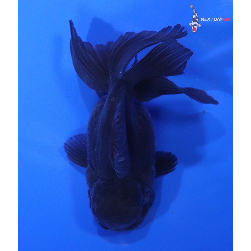 4” Imported Black Oranda