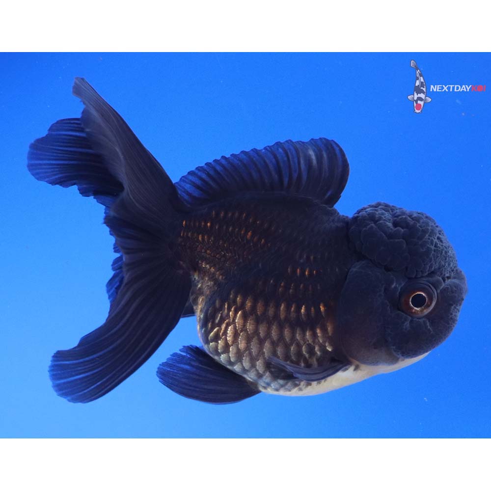 4” Imported Black Oranda