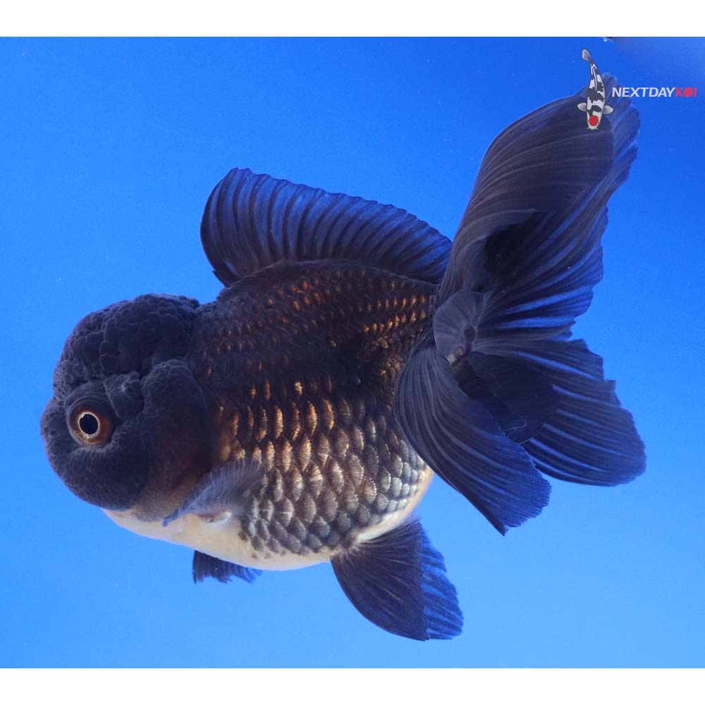 4” Imported Black Oranda