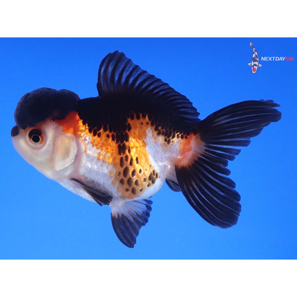 4” Imported Tri Color Oranda