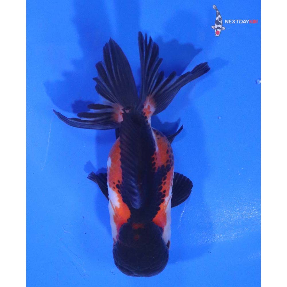 4” Imported Tri Color Oranda