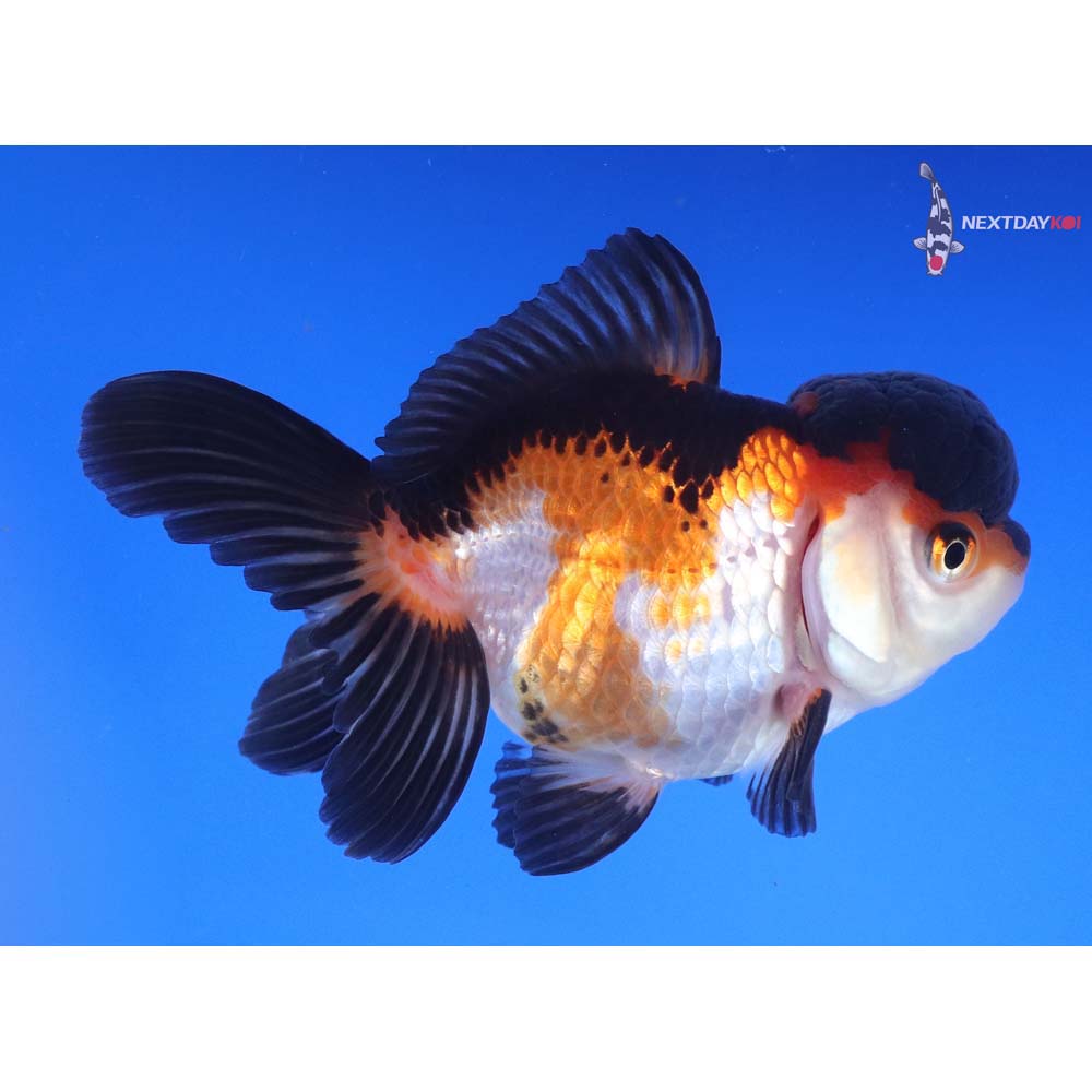 4” Imported Tri Color Oranda