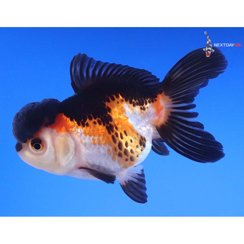 4” Imported Tri Color Oranda