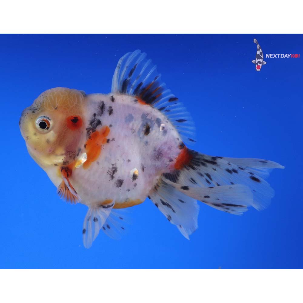4.5” Imported Calico Oranda
