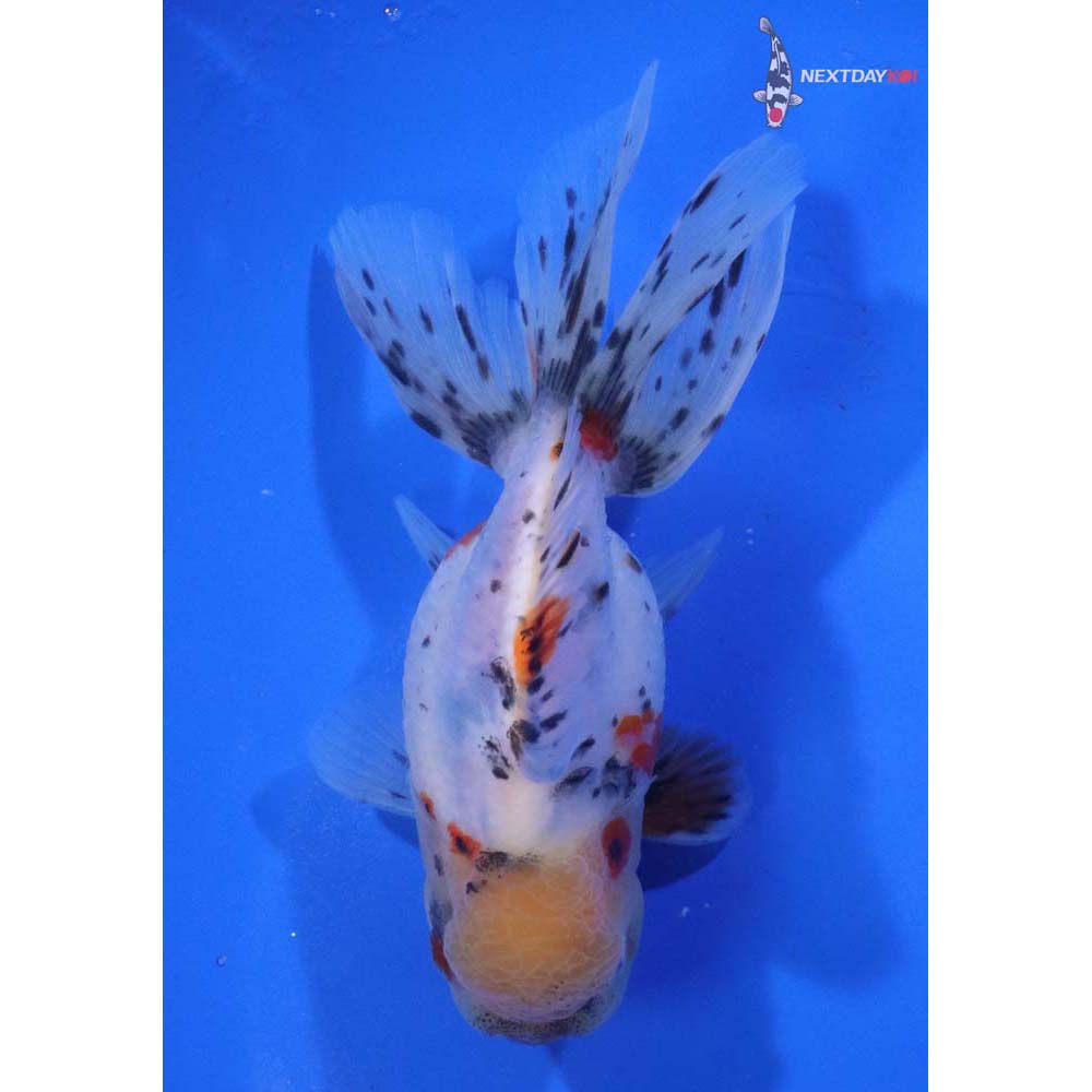 4.5” Imported Calico Oranda