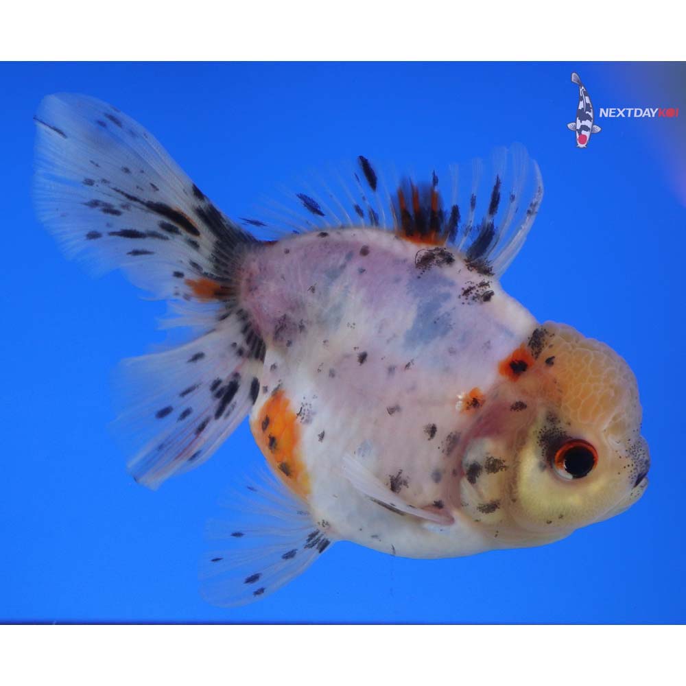 4.5” Imported Calico Oranda