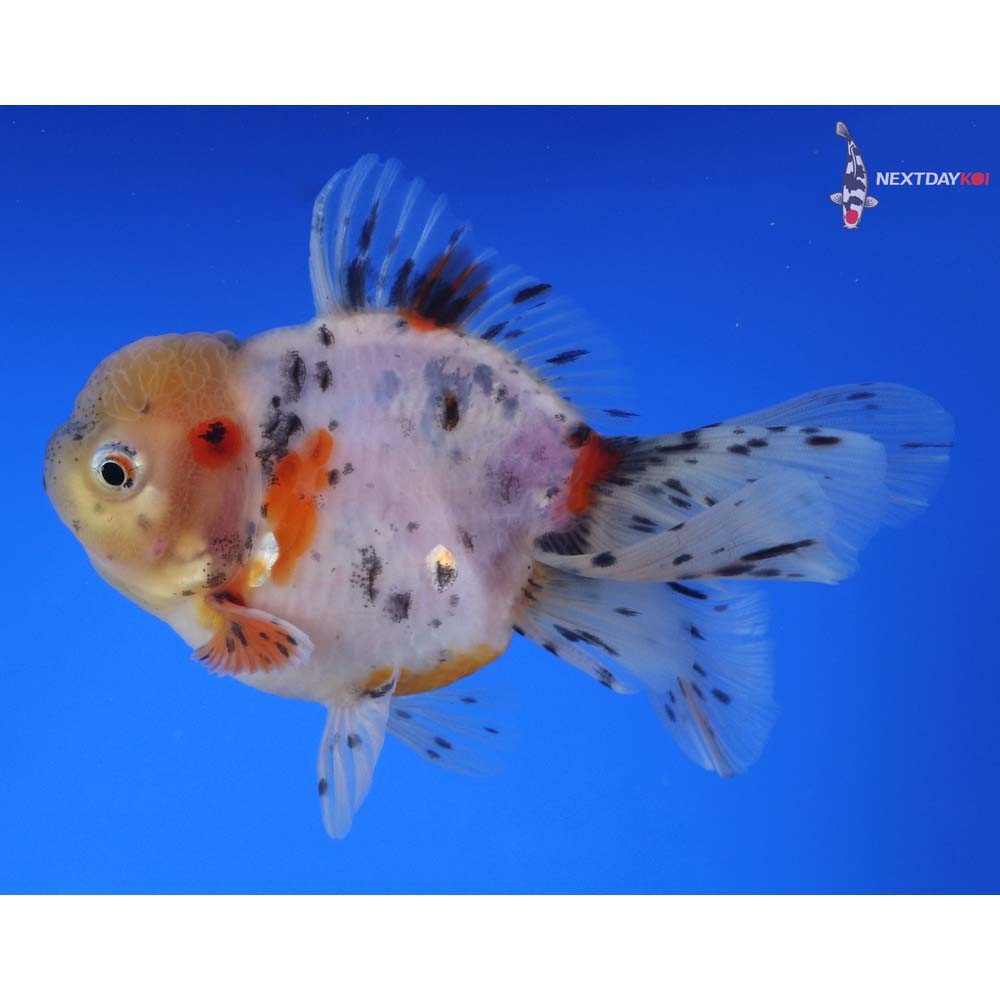 4.5” Imported Calico Oranda