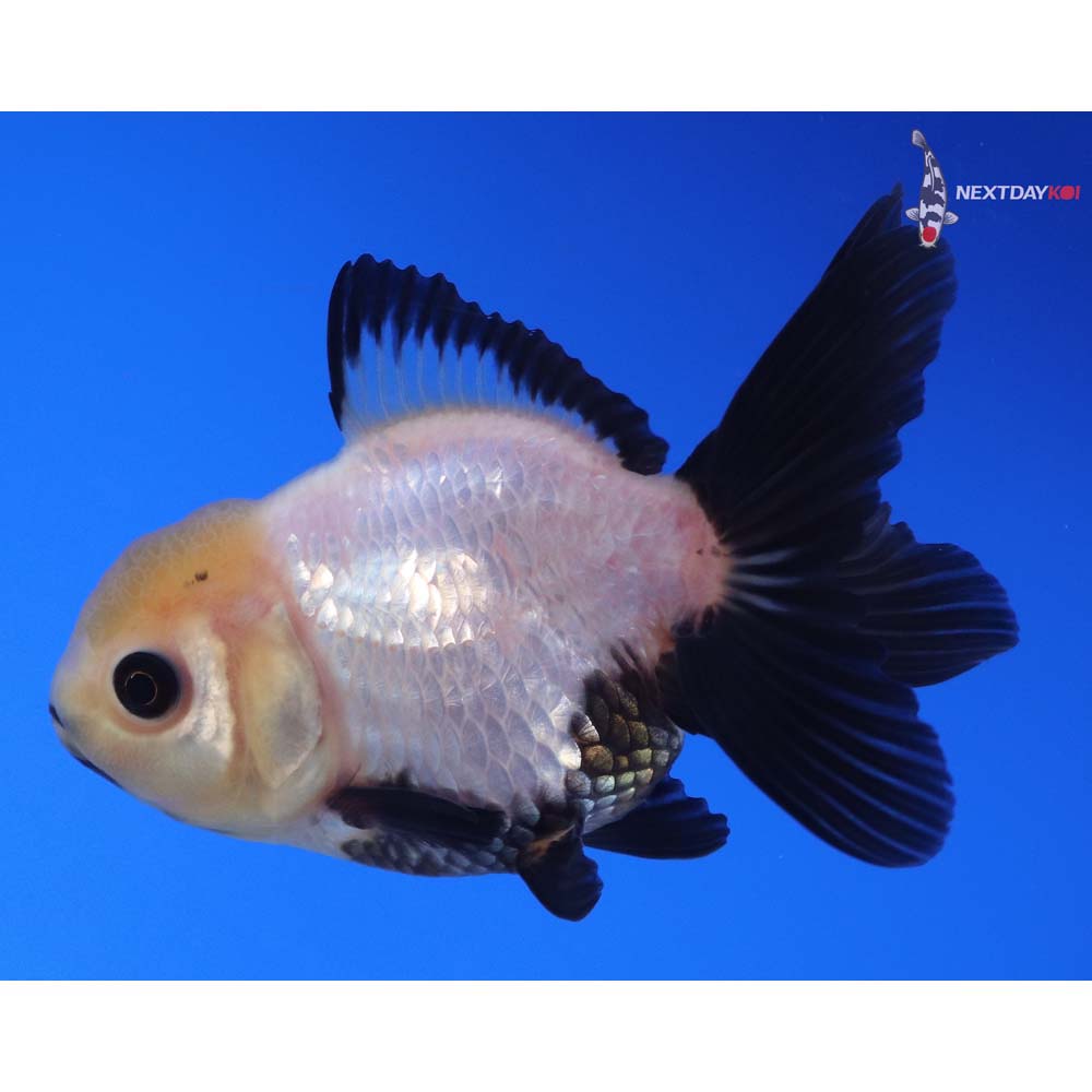 3.5” Imported Panda Oranda