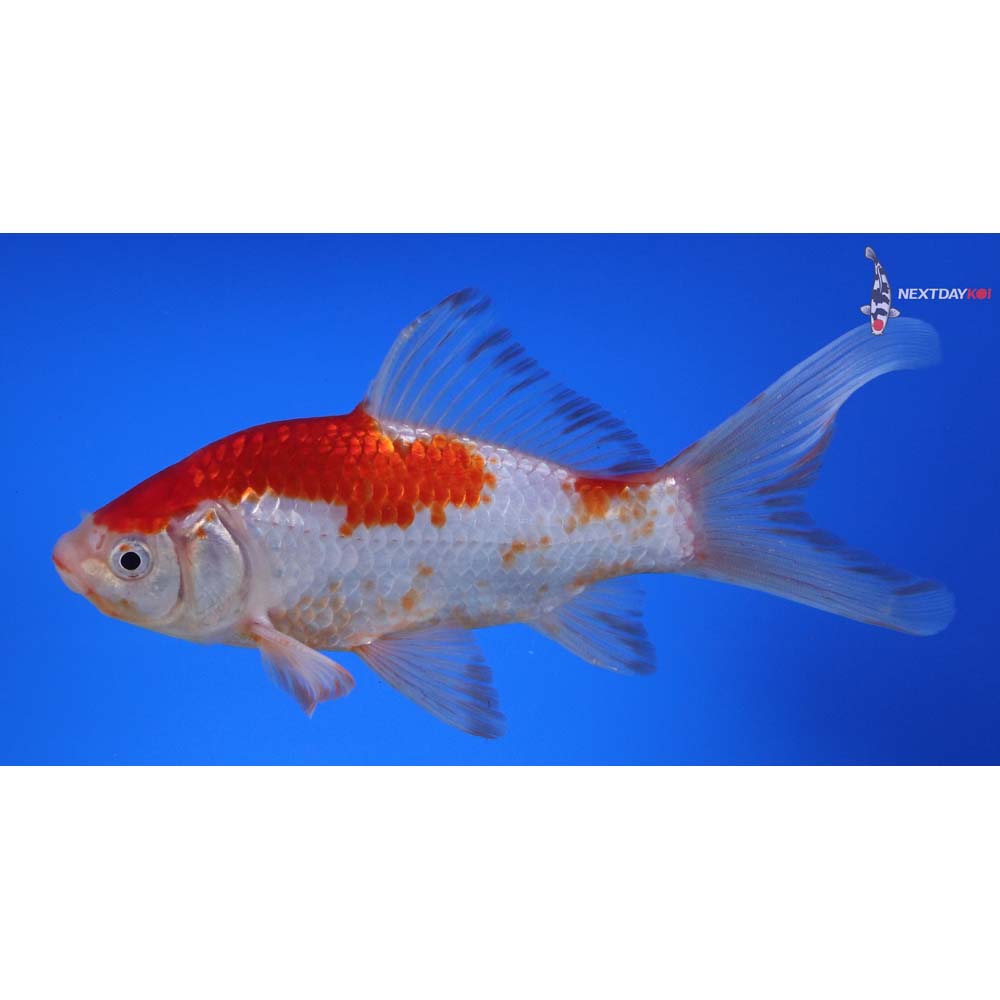 7” Imported Sarasa Comet