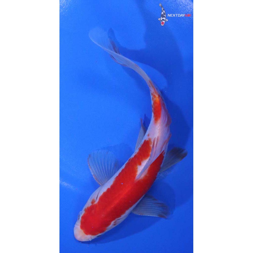 7” Imported Sarasa Comet