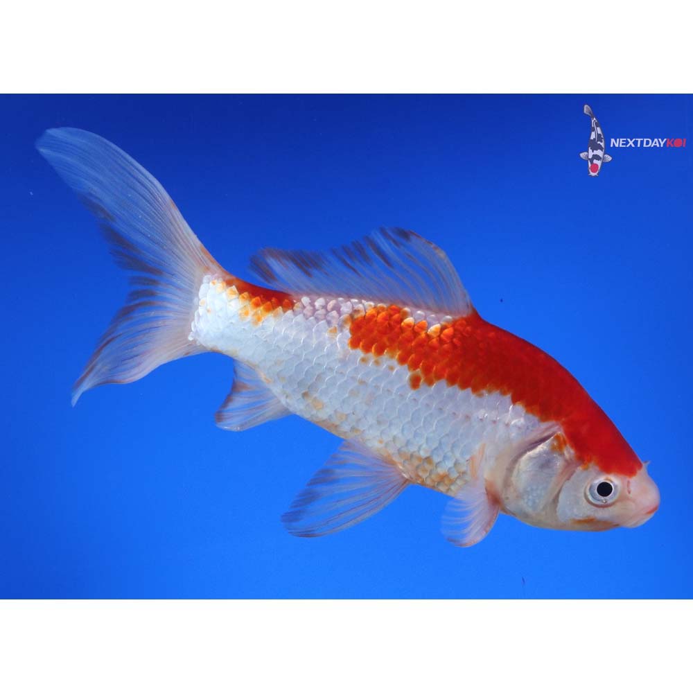 7” Imported Sarasa Comet