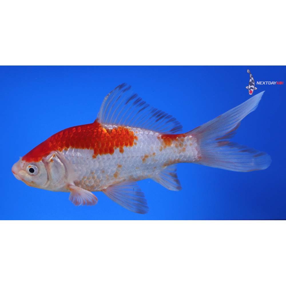 7” Imported Sarasa Comet
