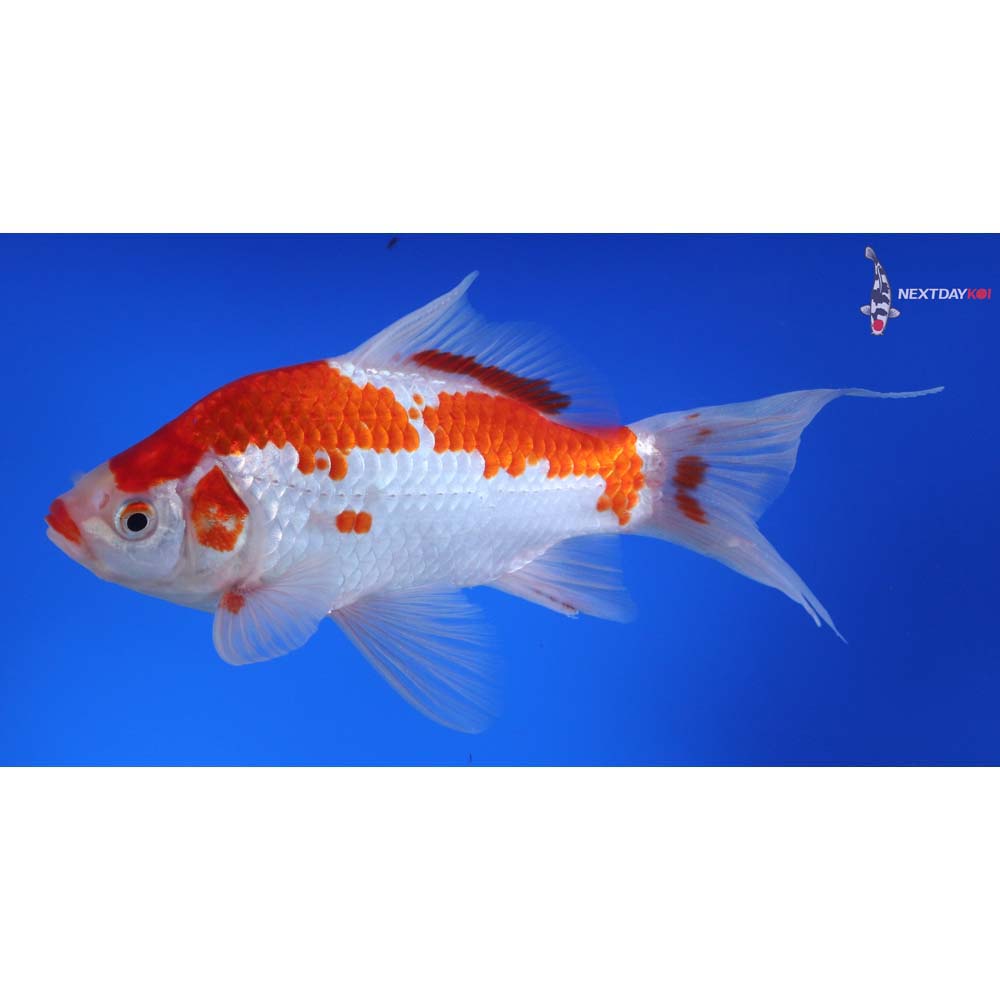 7.5” Imported Sarasa Comet