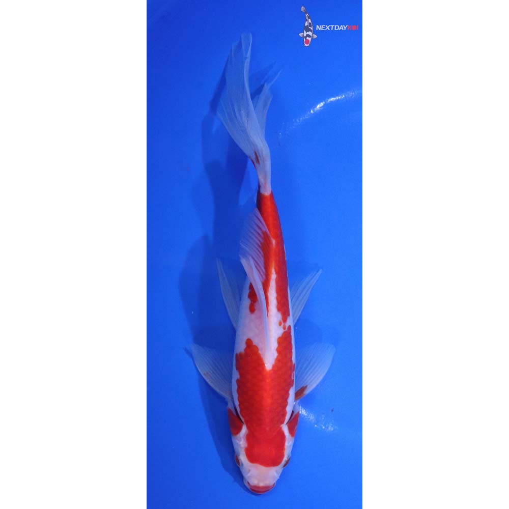 7.5” Imported Sarasa Comet