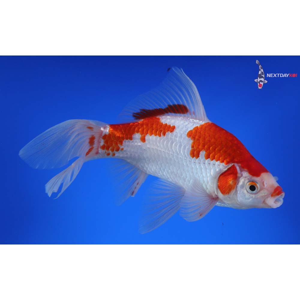 7.5” Imported Sarasa Comet