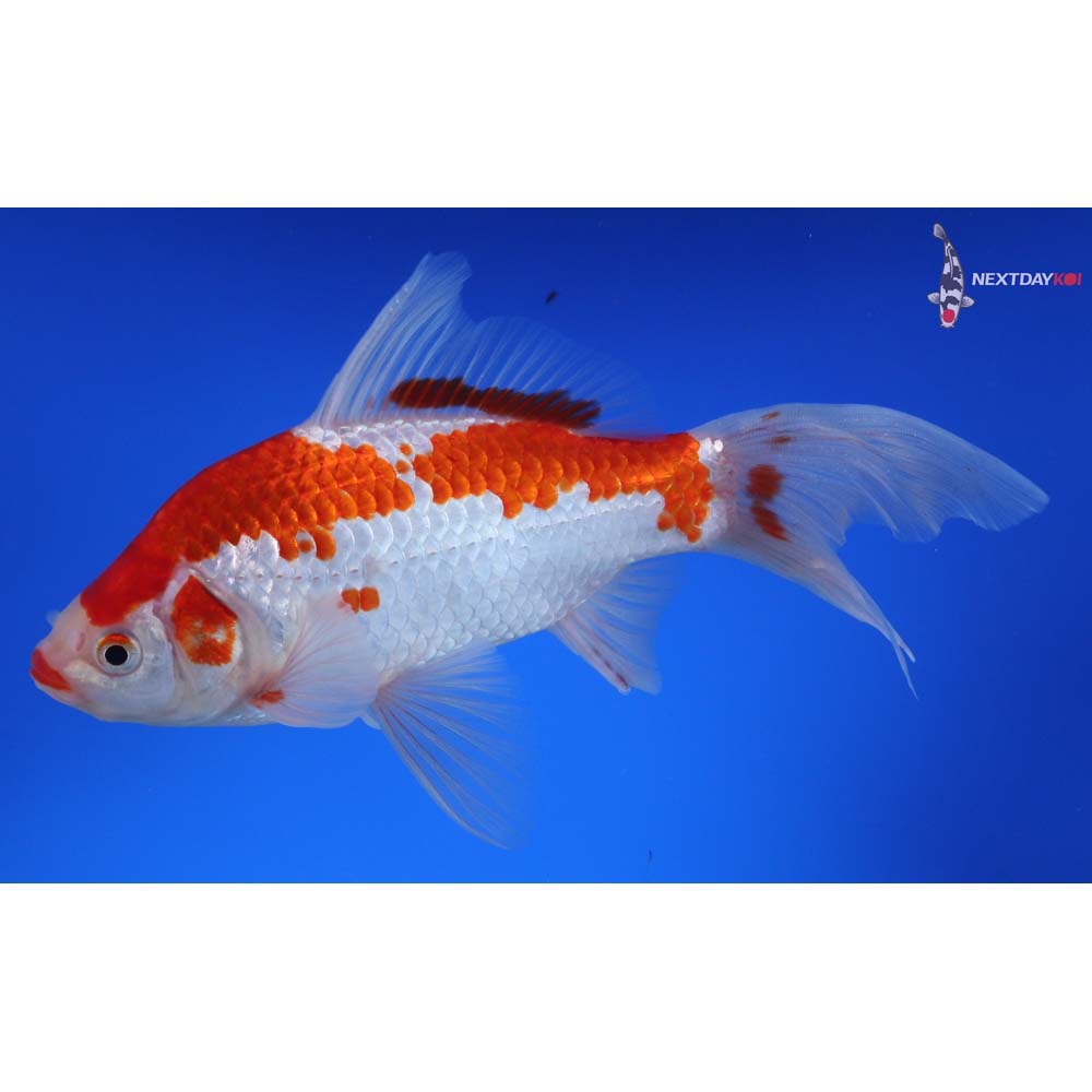 7.5” Imported Sarasa Comet